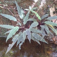 Lagenandra thwaitesii Engl.